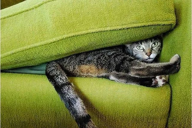 Иногда нужно словить кота в квартире