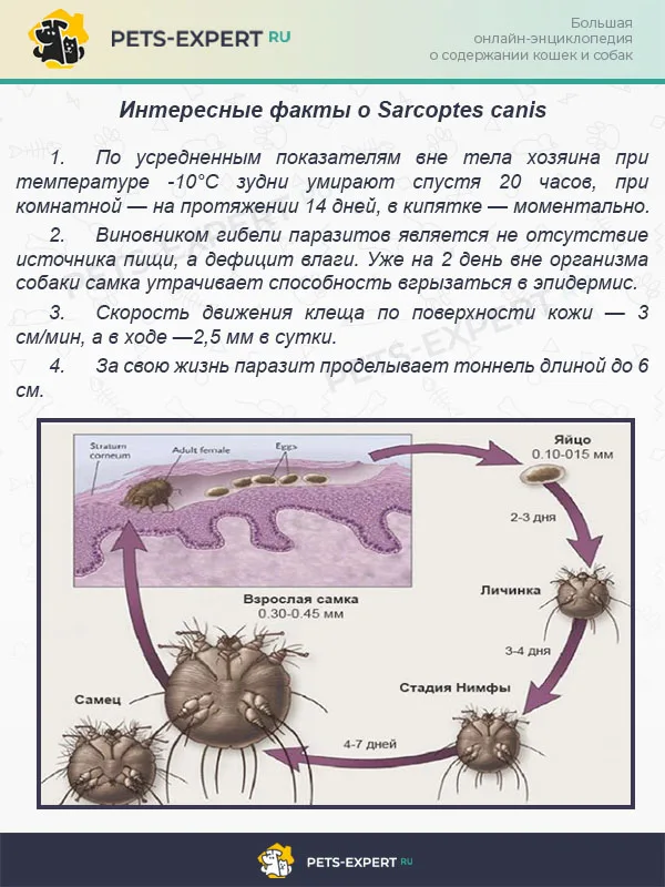 Интересные факты о Sarcoptes canis
