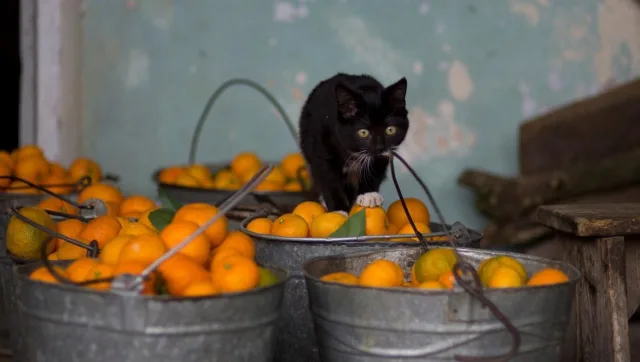 Какой запах не любят кошки