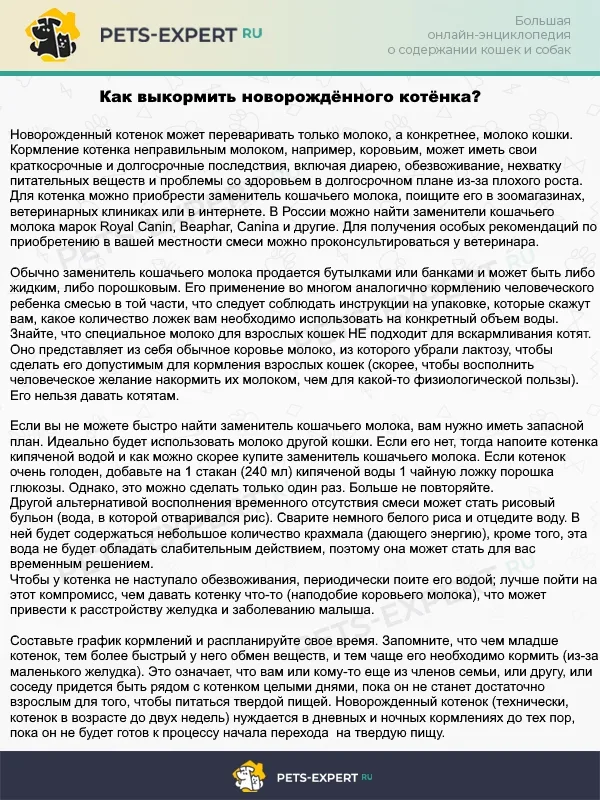 Как кормить новорождённого котёнка, если мать-кошка отказалась это делать
