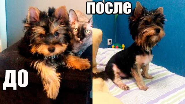 Как подстричь йорка в домашних условиях?