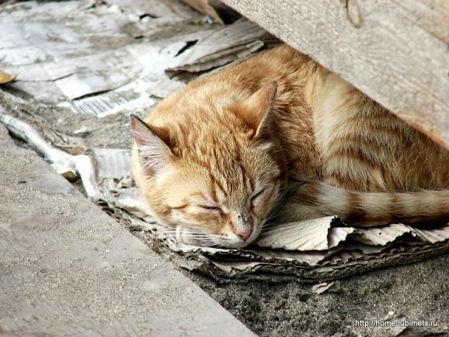 Как поймать кота?
