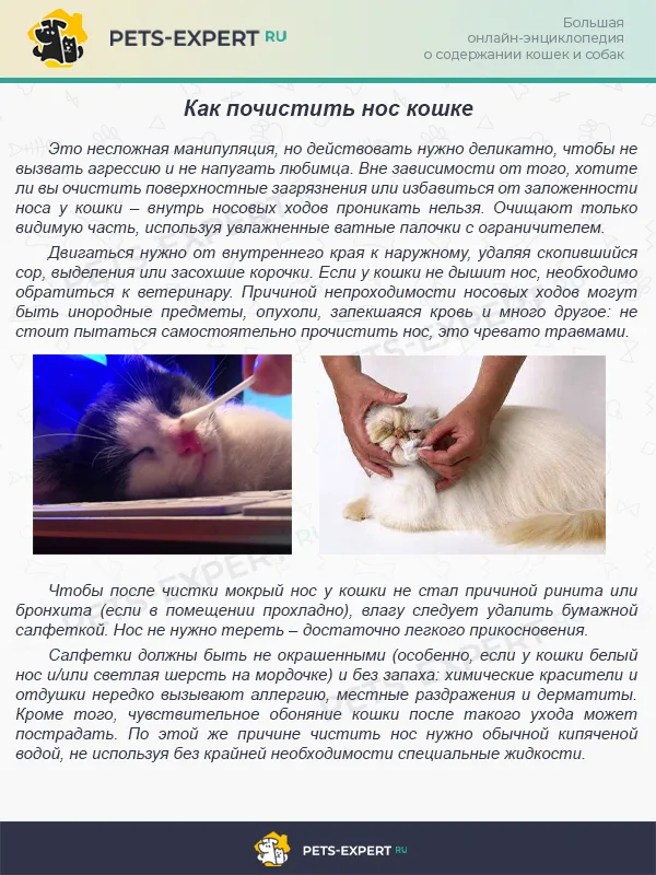 Как почистить нос кошке