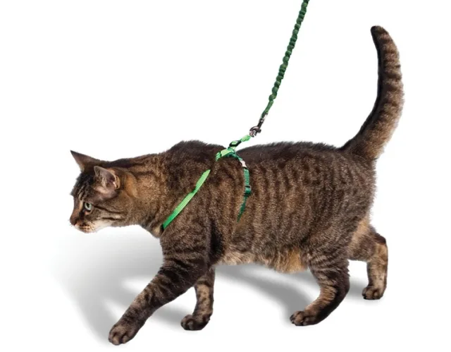 Как приучить кота к шлейке