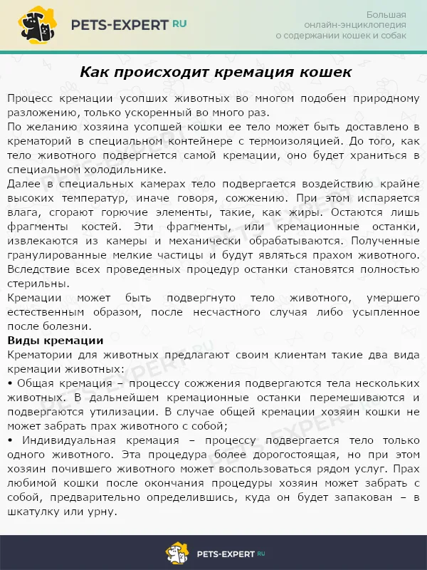 Как происходит кремация кошек