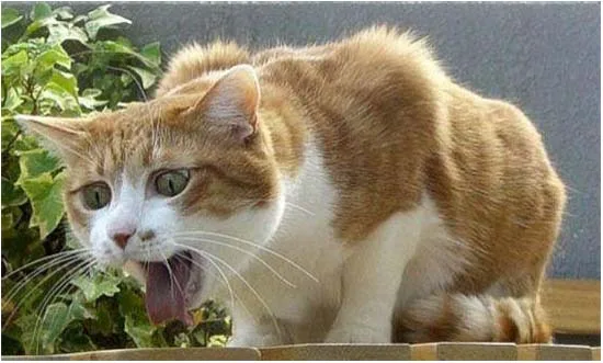 Кашель у кошки