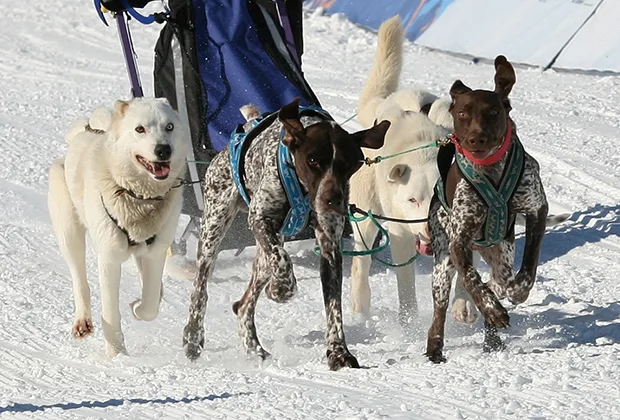 Команда победителей
