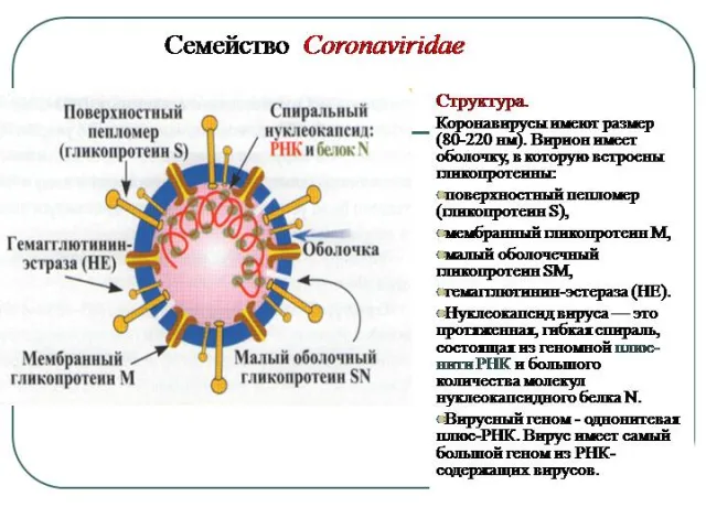 Корановирусы имеют размер 80-220 нм