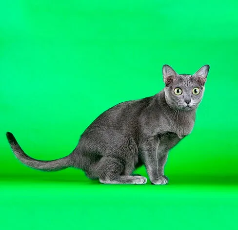 Корат