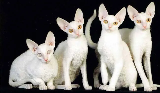 Корниш-рексы