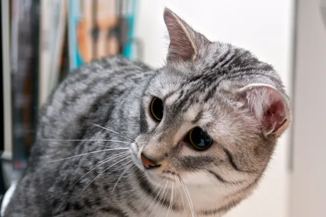 Кота вызывали?