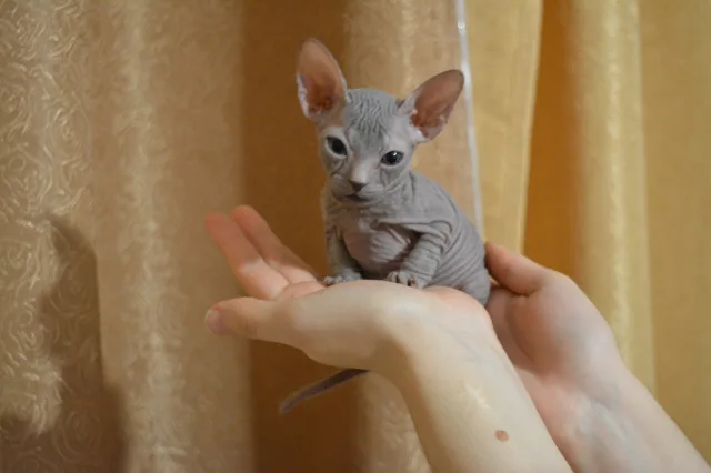Котенок Донского Сфинкса легко умещается на ладонях