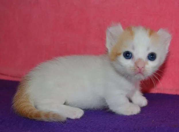 Котенок Кинкалоу