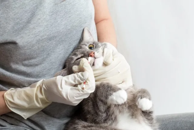 Коты нелегко переживают очистку носа из-за болезненных ощущений