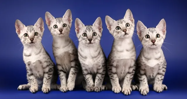 Котята египетской мау
