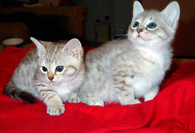 Котята австралийских мистов