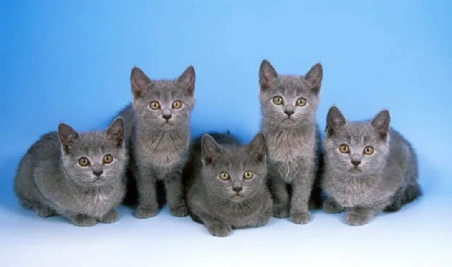 Котята породы Шартрез