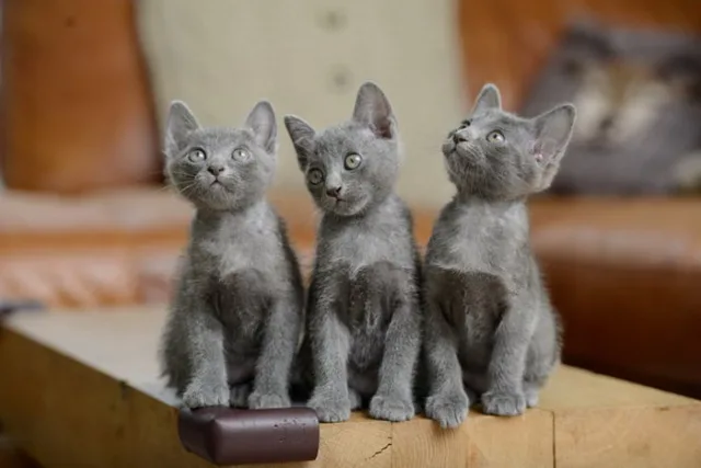 Кошка-корат