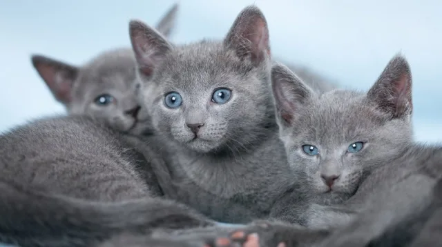 Котята русской голубой кошки
