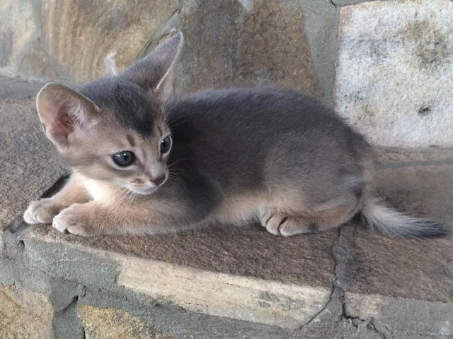 Котёнок абиссинский голубого окраса