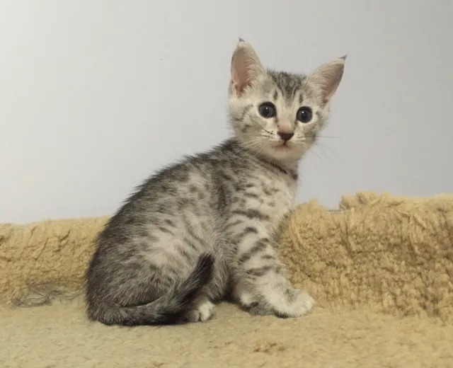 Подросший котёнок мау