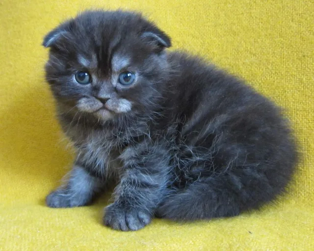 Котёнок шотландский дымчатый