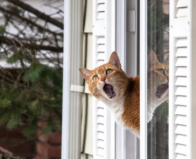 Кот зовет кошку