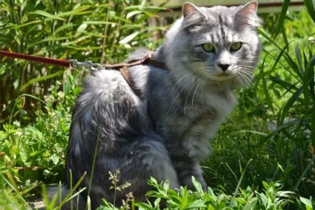 Кот на прогулке в шлейке