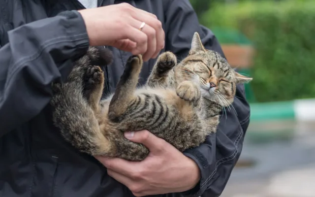Кот спасён!