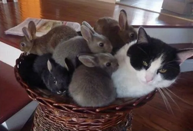 Кошка выкармливает крольчат