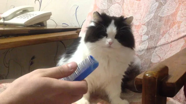 Кошка впервые увидела расчёску