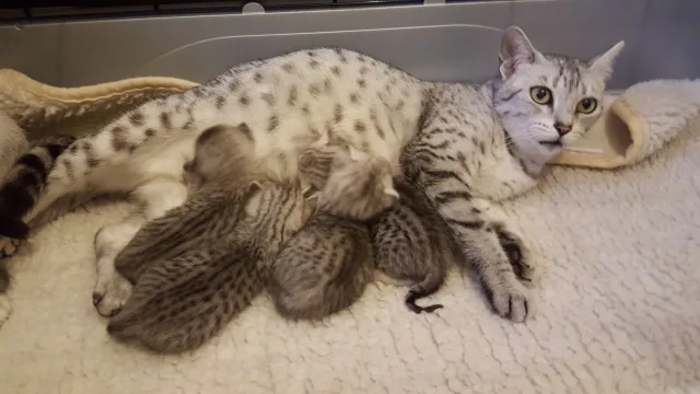 Кошка мау с котятами