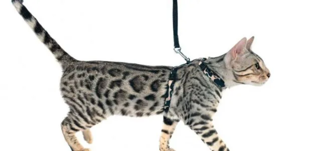 Кошка на шлейке