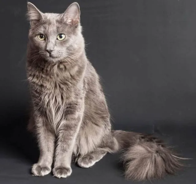 Кошка нибелунг