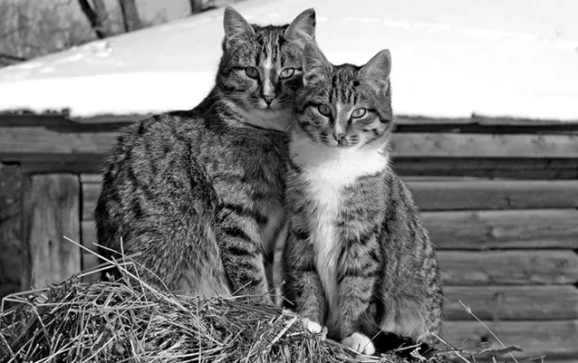 Кошкина привязанность