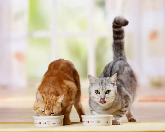 Кошки лакают молоко