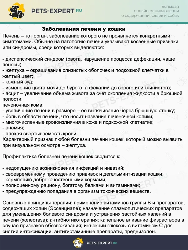 Краткая информация о болезнях печени у кошек