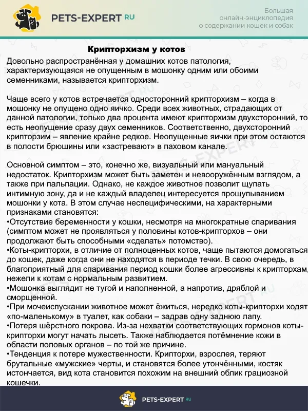 Крипторзихм у котов