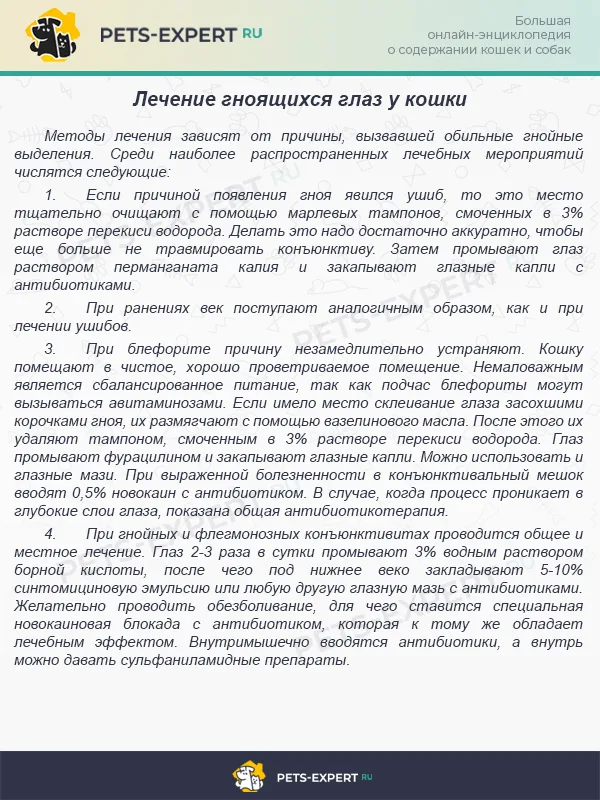 Лечение гноящихся глаз у кошки