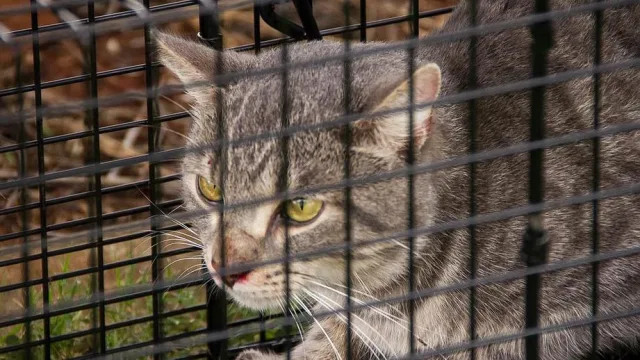 Ловушку с кошкой сверху накрывают тканью