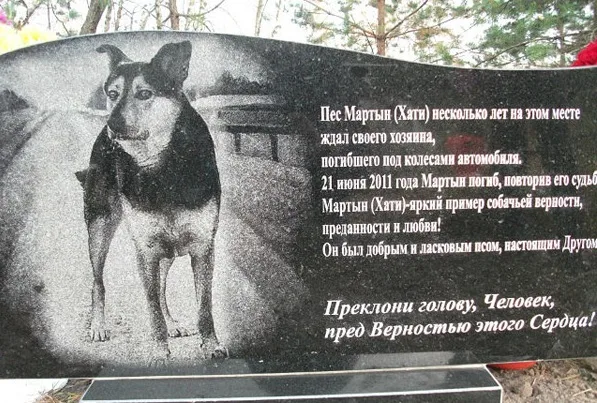 Любовь и верность дворняжки к своему хозяину уже давно считается легендарной