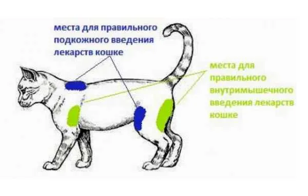 Места, которые подходят для уколов