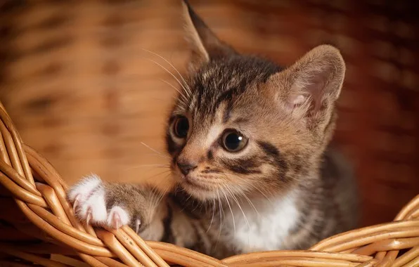 Мягкие когти совсем юных котят не нуждаются в коррекции