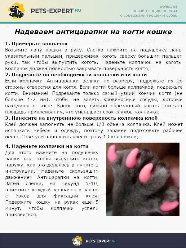 Надеваем антицарапки на когти кошке