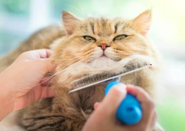 Начинаем с излюбленных мест котейки