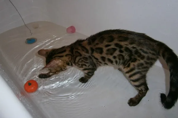 Некоторые породы любят воду и проводят время в ванной с удовольствием