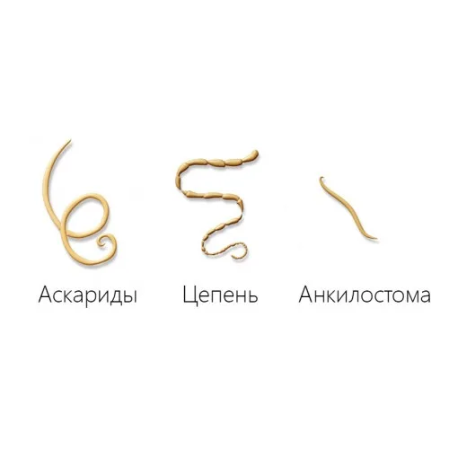 Необходимо периодически проводит дегельминтизацию животного