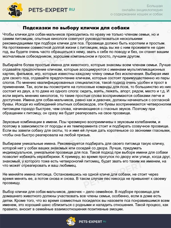 Несколько советов по выбору имени для собаки