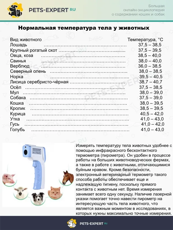 Нормальная температура тела у домашних животных