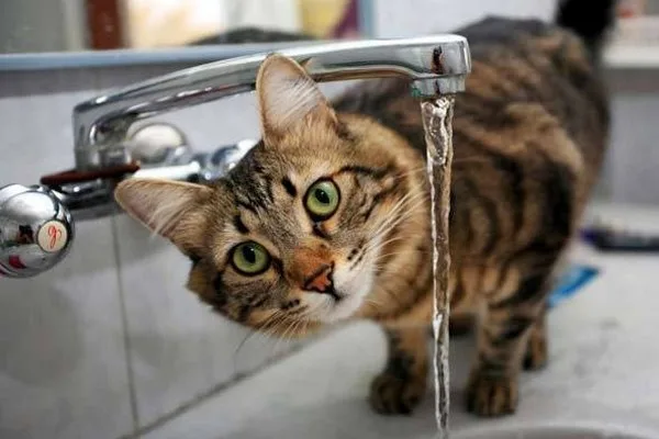 Обезвоживание у кота